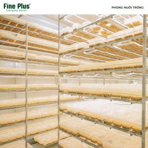 Đông trùng hạ thảo Fine Plus