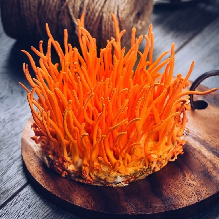 Đông trùng hạ thảo cũng góp phần giảm triệu chứng mất ngủ, giúp ăn ngon, ngủ ngon, tinh thần minh mẫn