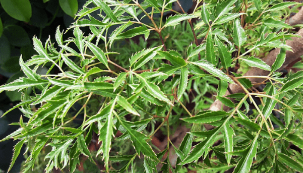 alt="đinh lăng (hay còn gọi là nam dương sâm)"