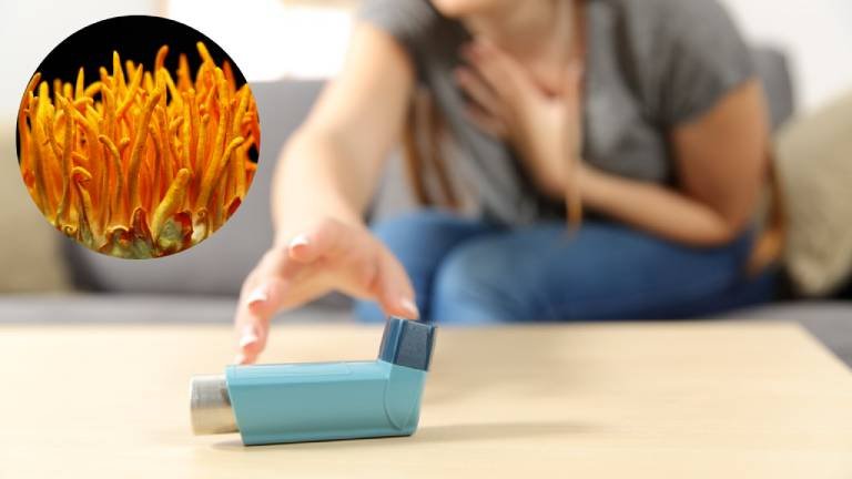 Công dụng của Đông Trùng Hạ Thảo đối với bệnh hen suyễn